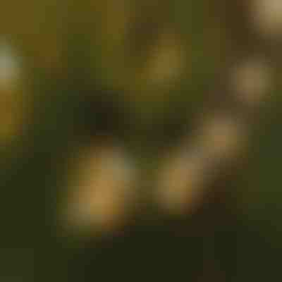 Cuerdas de luces con bombillas LED | YARDBULBS